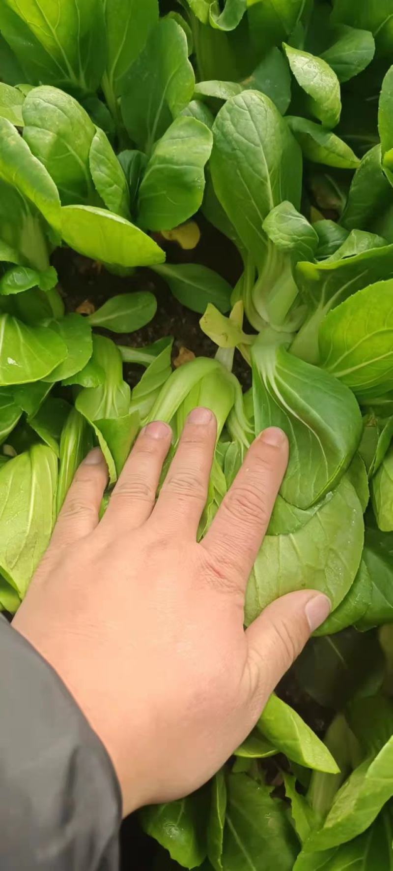 上海青【精选】精品上海清油菜现货，产地直发，常年供应
