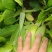 上海青【精选】精品上海清油菜现货，产地直发，常年供应
