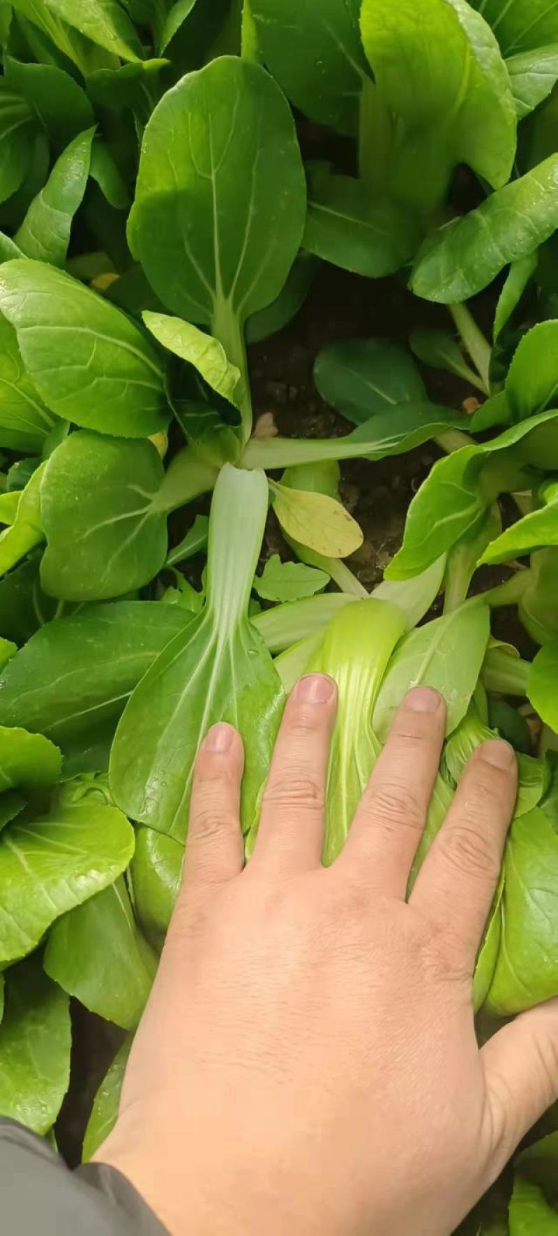 上海青【精选】精品上海清油菜现货，产地直发，常年供应