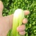 上海青【精选】精品上海清油菜现货，产地直发，常年供应