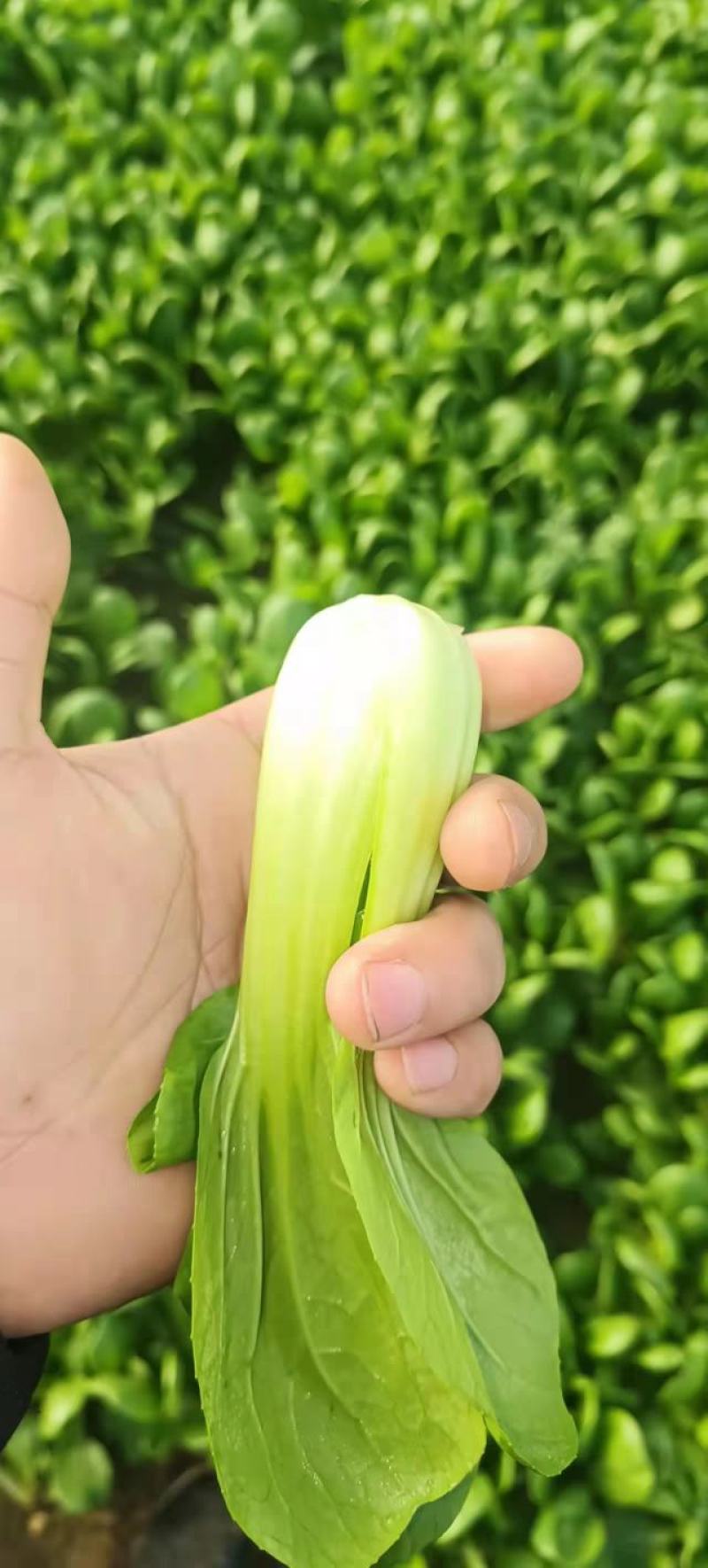 上海青【精选】精品上海清油菜现货，产地直发，常年供应