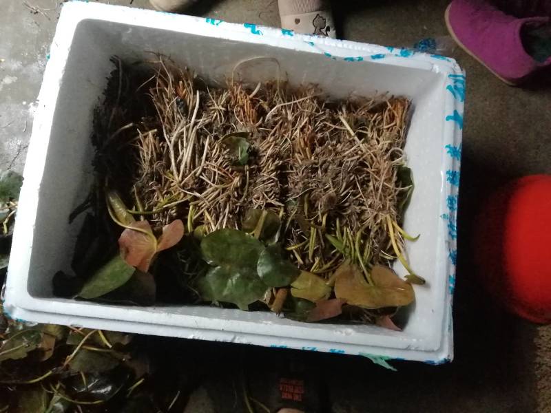 水生植物睡莲，花色艳丽，根长约10公分，货真价实