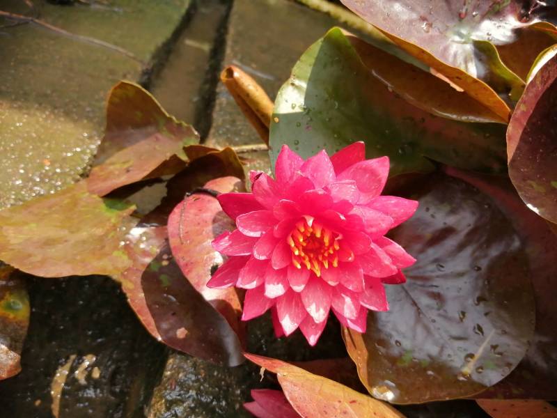 水生植物睡莲，花色艳丽，根长约10公分，货真价实