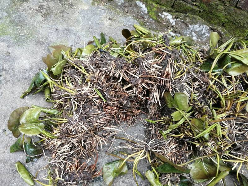 水生植物睡莲，花色艳丽，根长约10公分，货真价实