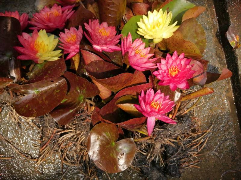 水生植物睡莲，花色艳丽，根长约10公分，货真价实