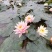 水生植物睡莲，花色艳丽，根长约10公分，货真价实