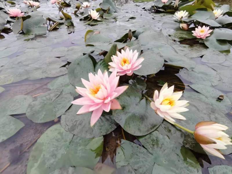 水生植物睡莲，花色艳丽，根长约10公分，货真价实