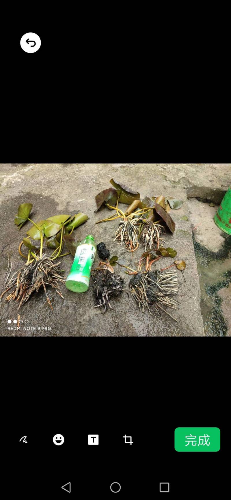 水生植物睡莲，花色艳丽，根长约10公分，货真价实