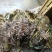 水生植物睡莲，花色艳丽，根长约10公分，货真价实