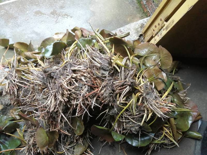 水生植物睡莲，花色艳丽，根长约10公分，货真价实