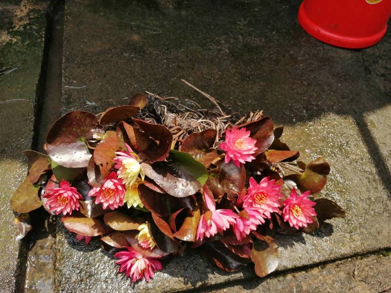 水生植物睡莲，花色艳丽，根长约10公分，货真价实