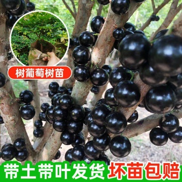 嘉宝果树苗树葡萄苗正宗树葡萄四季早生嘉宝果苗南北方可种植