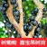 嘉宝果树苗树葡萄苗正宗树葡萄四季早生嘉宝果苗南北方可种植