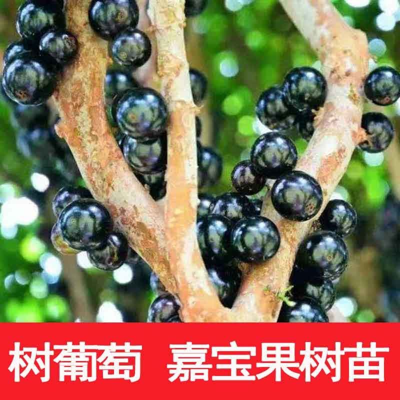 嘉宝果树苗树葡萄苗正宗树葡萄四季早生嘉宝果苗南北方可种植