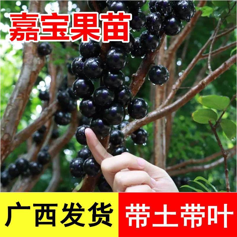嘉宝果树苗树葡萄苗正宗树葡萄四季早生嘉宝果苗南北方可种植