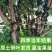 嘉宝果树苗树葡萄苗正宗树葡萄四季早生嘉宝果苗南北方可种植
