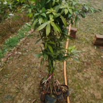 金丝楠木杯苗，金丝楠木基地，金丝楠木小苗