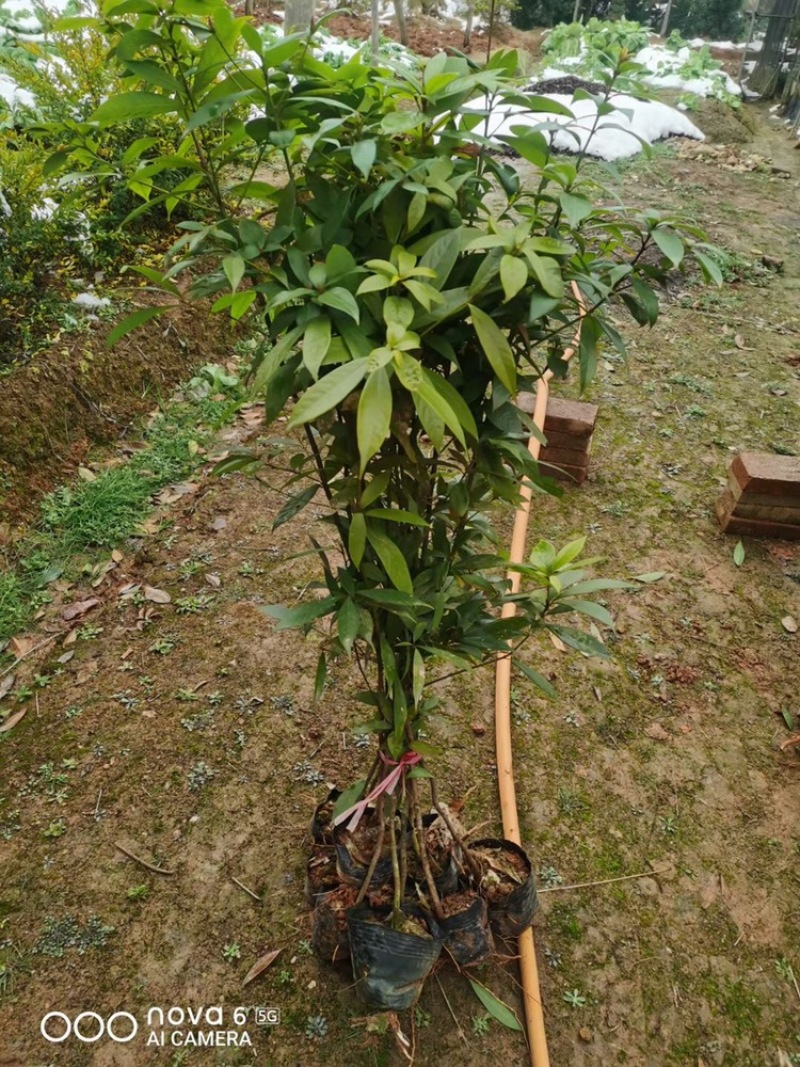 金丝楠木杯苗，金丝楠木基地，金丝楠木小苗