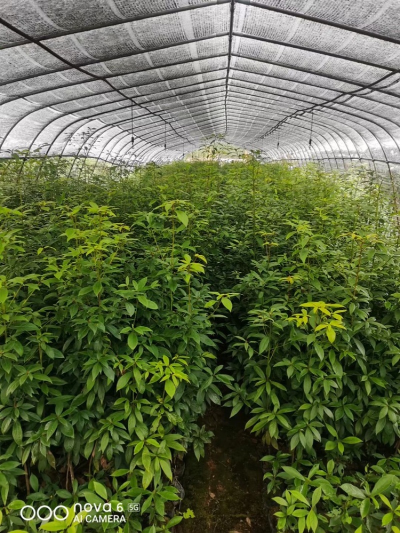 金丝楠木杯苗，金丝楠木基地，金丝楠木小苗