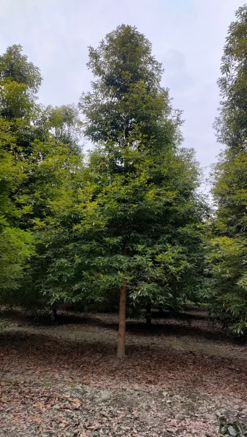 金丝楠木杯苗，金丝楠木基地，金丝楠木小苗