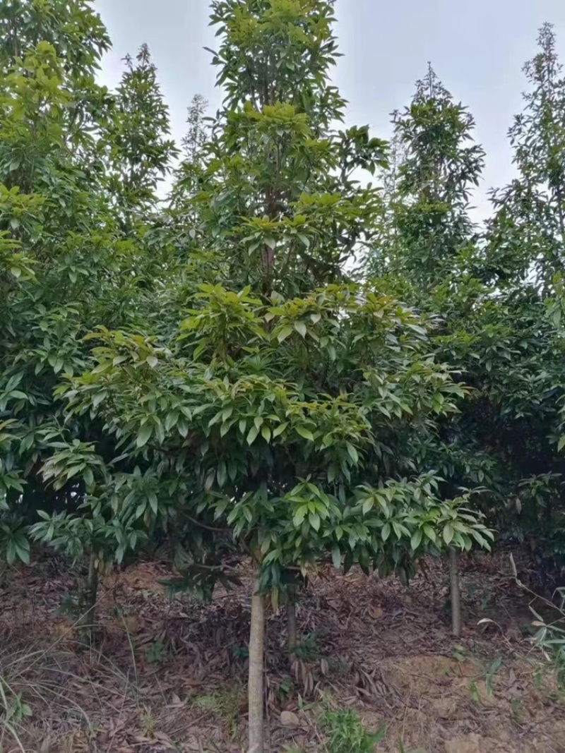 金丝楠木杯苗，金丝楠木基地，金丝楠木小苗