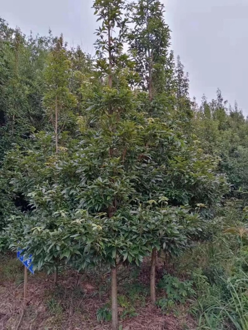 金丝楠木杯苗，金丝楠木基地，金丝楠木小苗