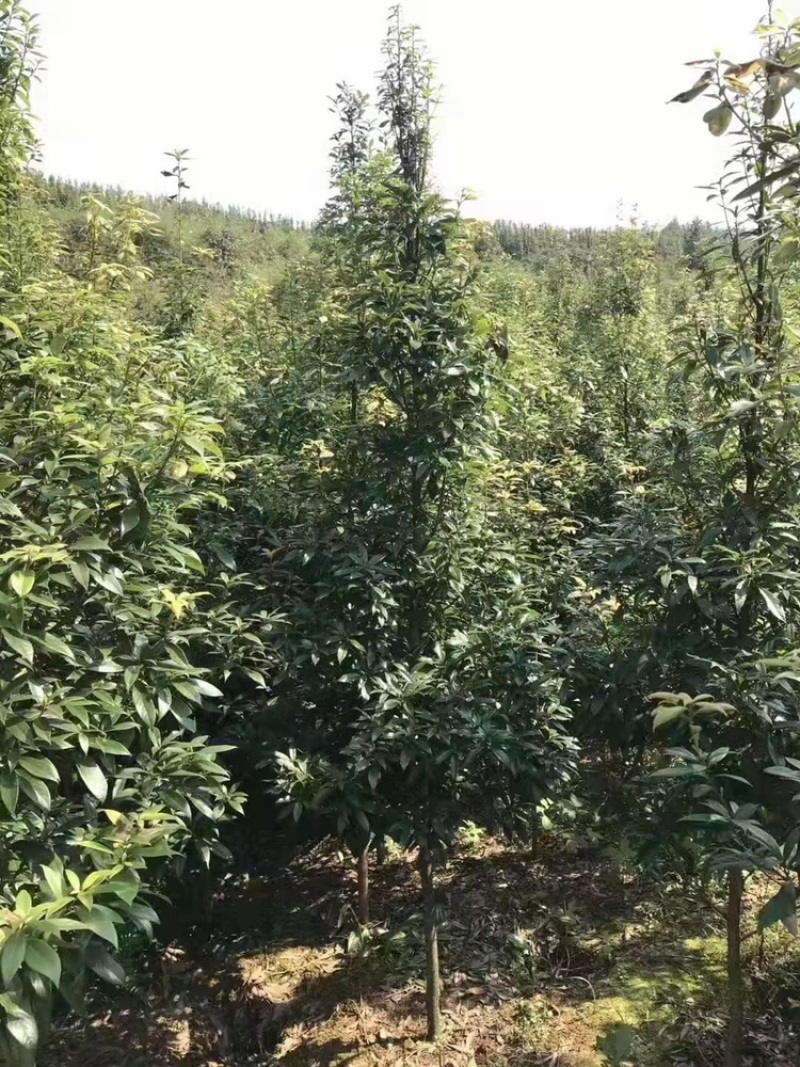 金丝楠木杯苗，金丝楠木基地，金丝楠木小苗