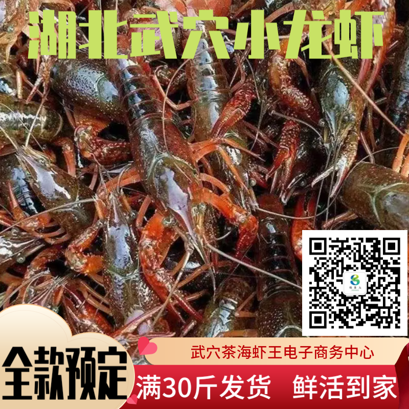 茶海虾王华畜40斤小龙虾养殖饲料30个蛋白龙虾配合虾料粮