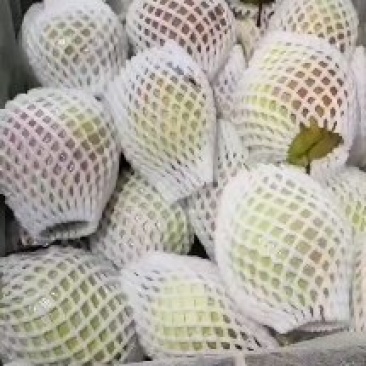 新梨七号香梨