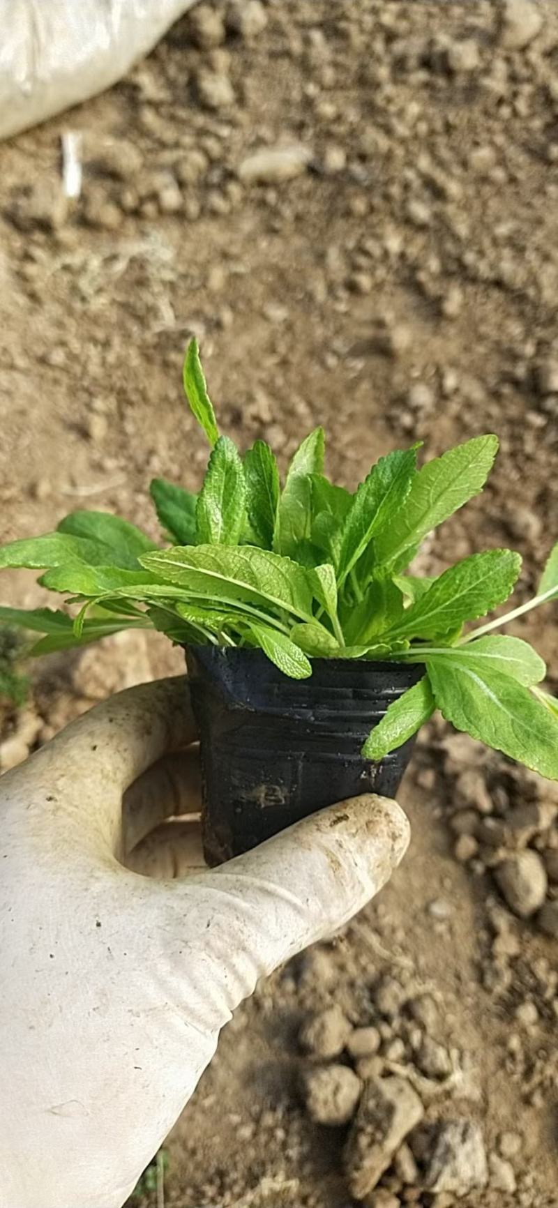 宿根鼠尾草苗圃直发价格低质量好欢迎询价