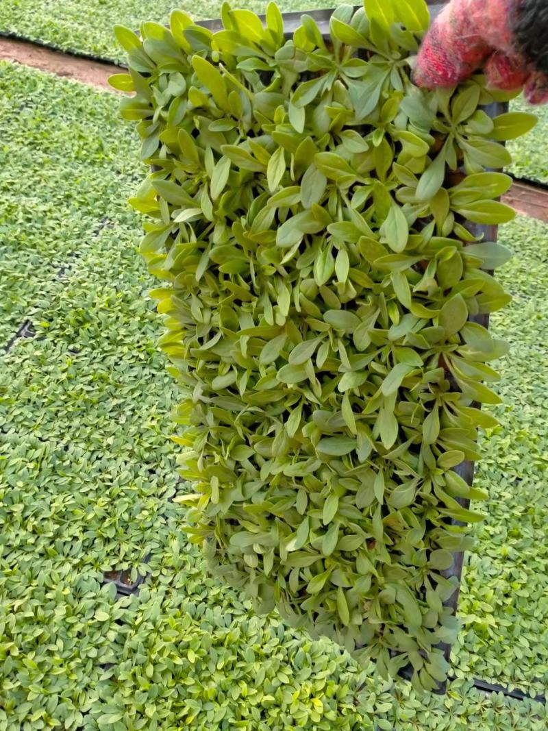 矮牵牛穴盘苗，牵牛花小苗，粉色大红蓝色，花卉基地现货