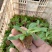 矮牵牛穴盘苗，牵牛花小苗，粉色大红蓝色，花卉基地现货