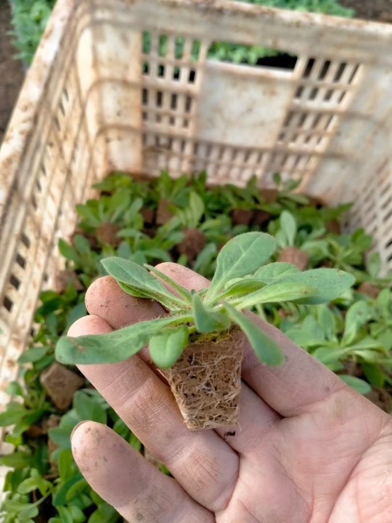 矮牵牛穴盘苗，牵牛花小苗，粉色大红蓝色，花卉基地现货