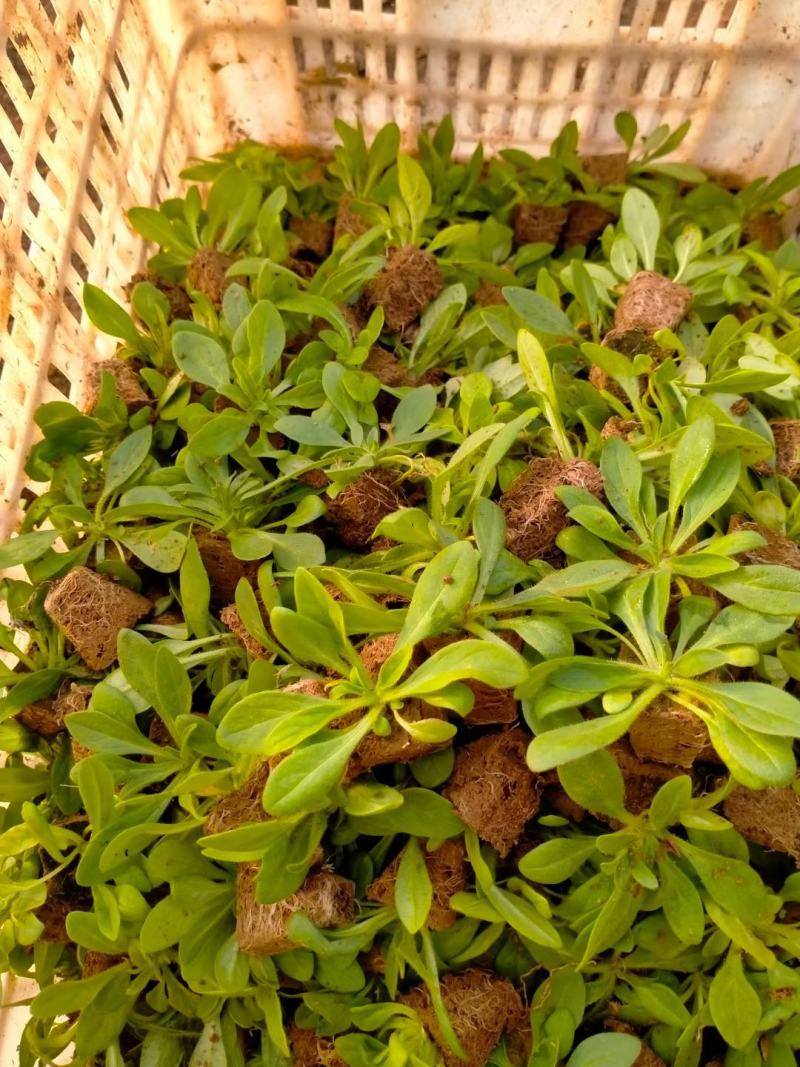 矮牵牛穴盘苗，牵牛花小苗，粉色大红蓝色，花卉基地现货