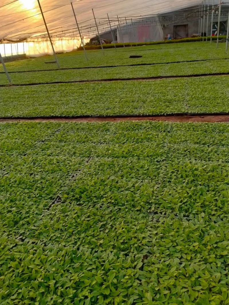 矮牵牛穴盘苗，牵牛花小苗，粉色大红蓝色，花卉基地现货