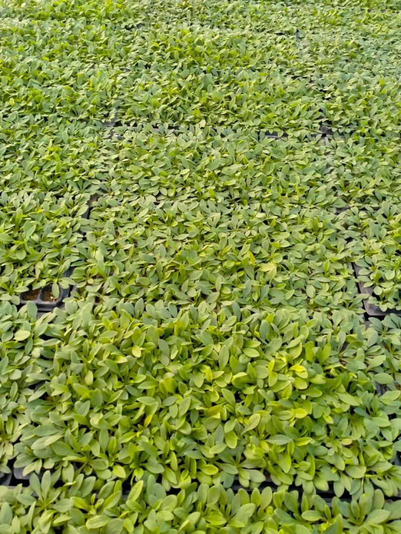 矮牵牛穴盘苗，牵牛花小苗，粉色大红蓝色，花卉基地现货