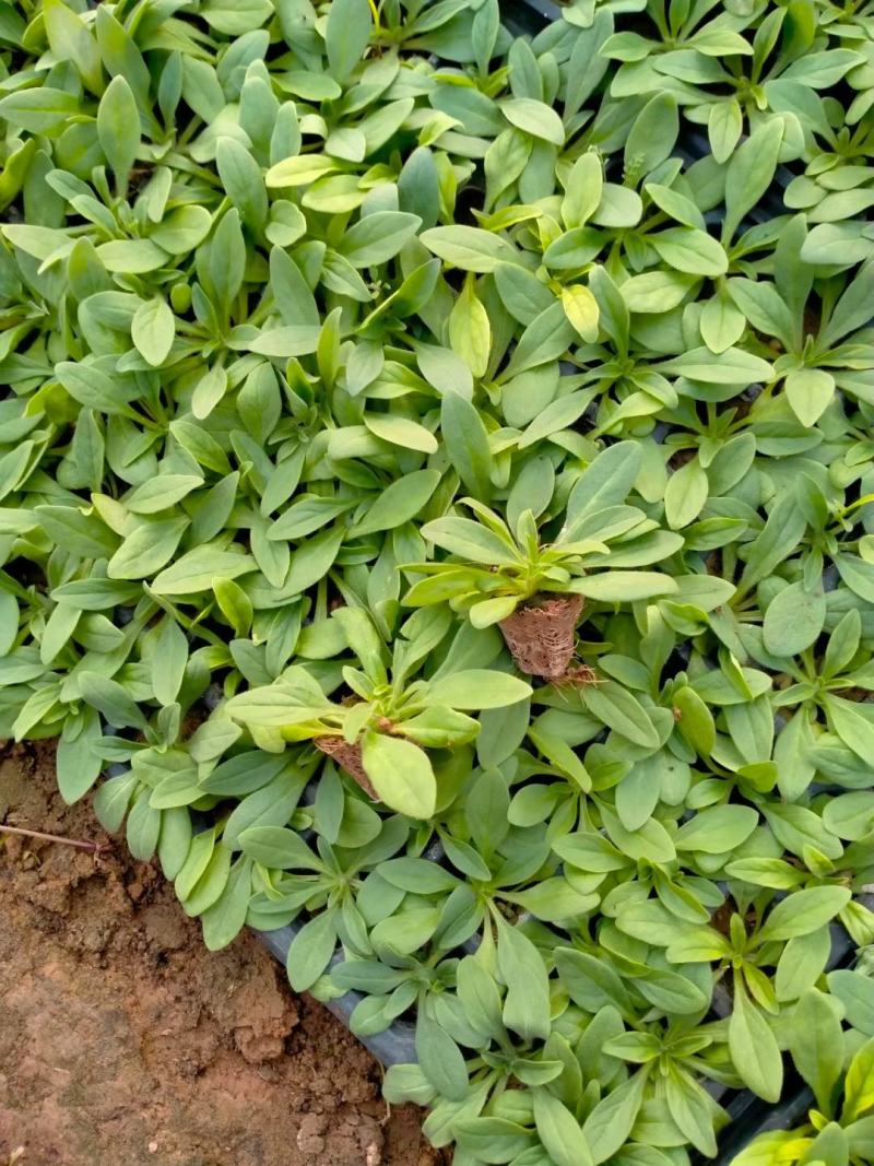 矮牵牛穴盘苗，牵牛花小苗，粉色大红蓝色，花卉基地现货