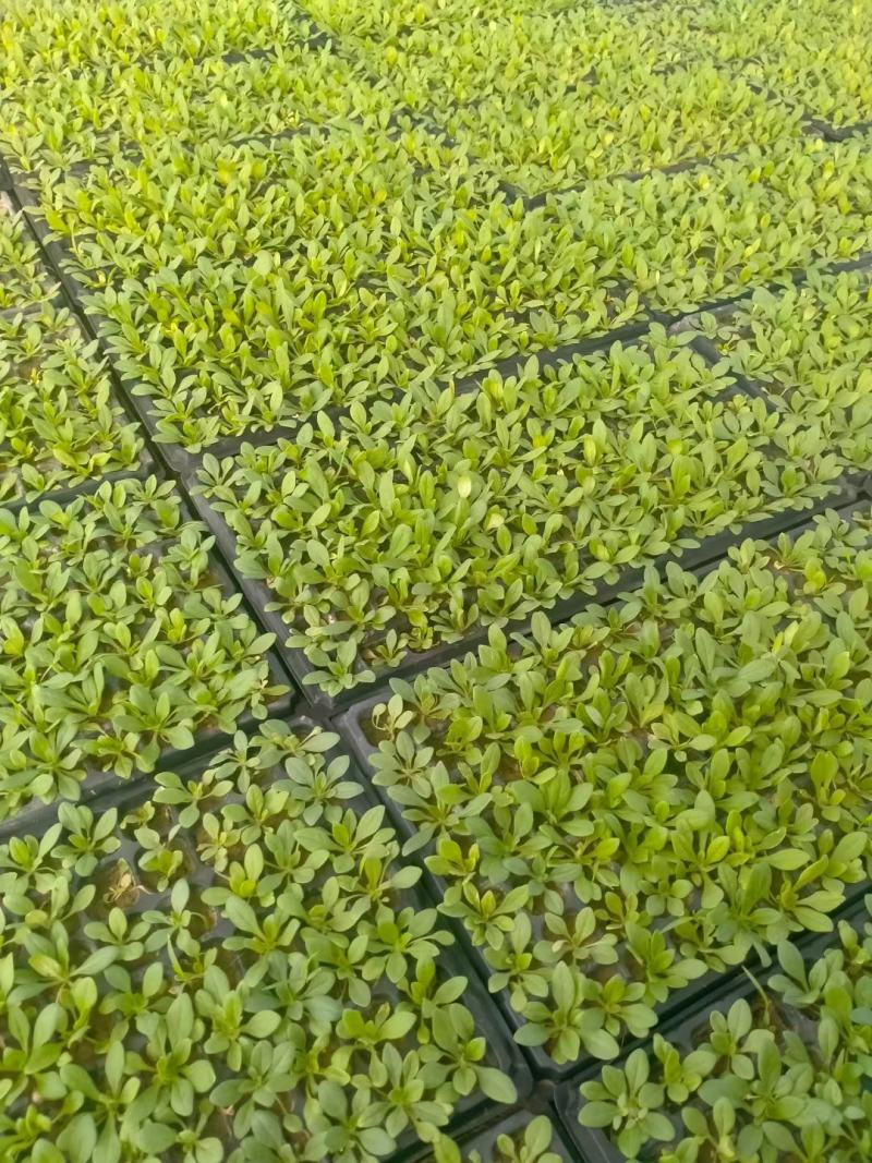 矮牵牛穴盘苗，牵牛花小苗，粉色大红蓝色，花卉基地现货