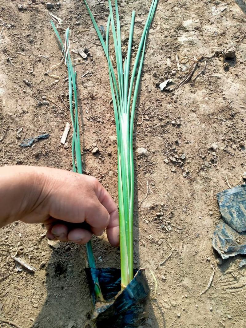 香蒲大小杯都有苗圃直发价格低质量好欢迎询价