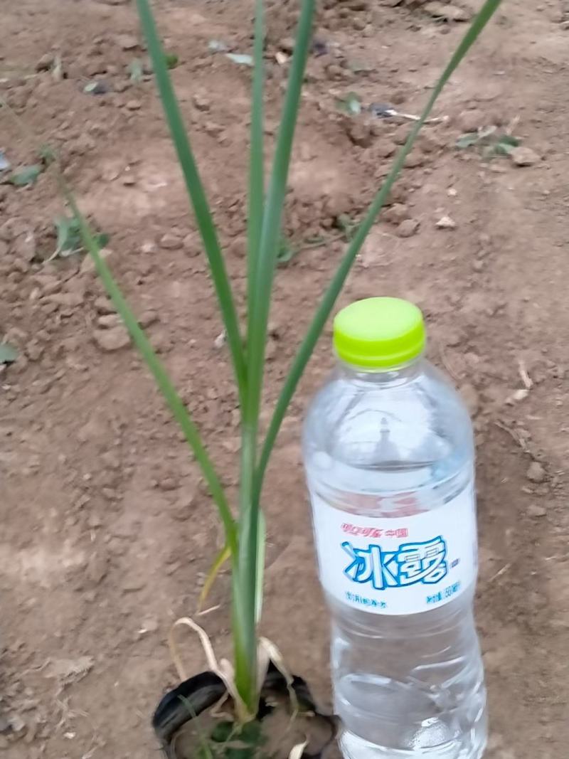 香蒲大小杯都有苗圃直发价格低质量好欢迎询价