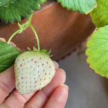 红花白花草莓奶莓苗圃量大，需要的