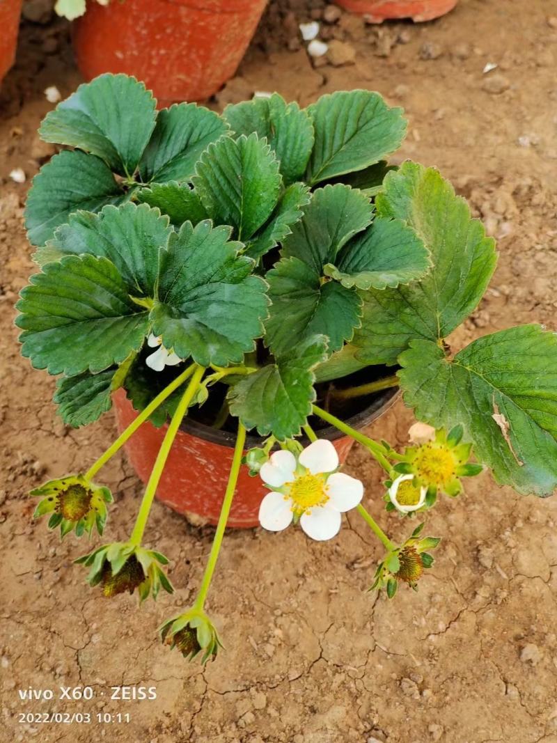 红花白花草莓奶莓苗圃量大，需要的联系