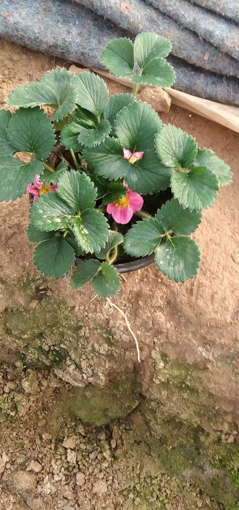 红花白花草莓奶莓苗圃量大，需要的联系