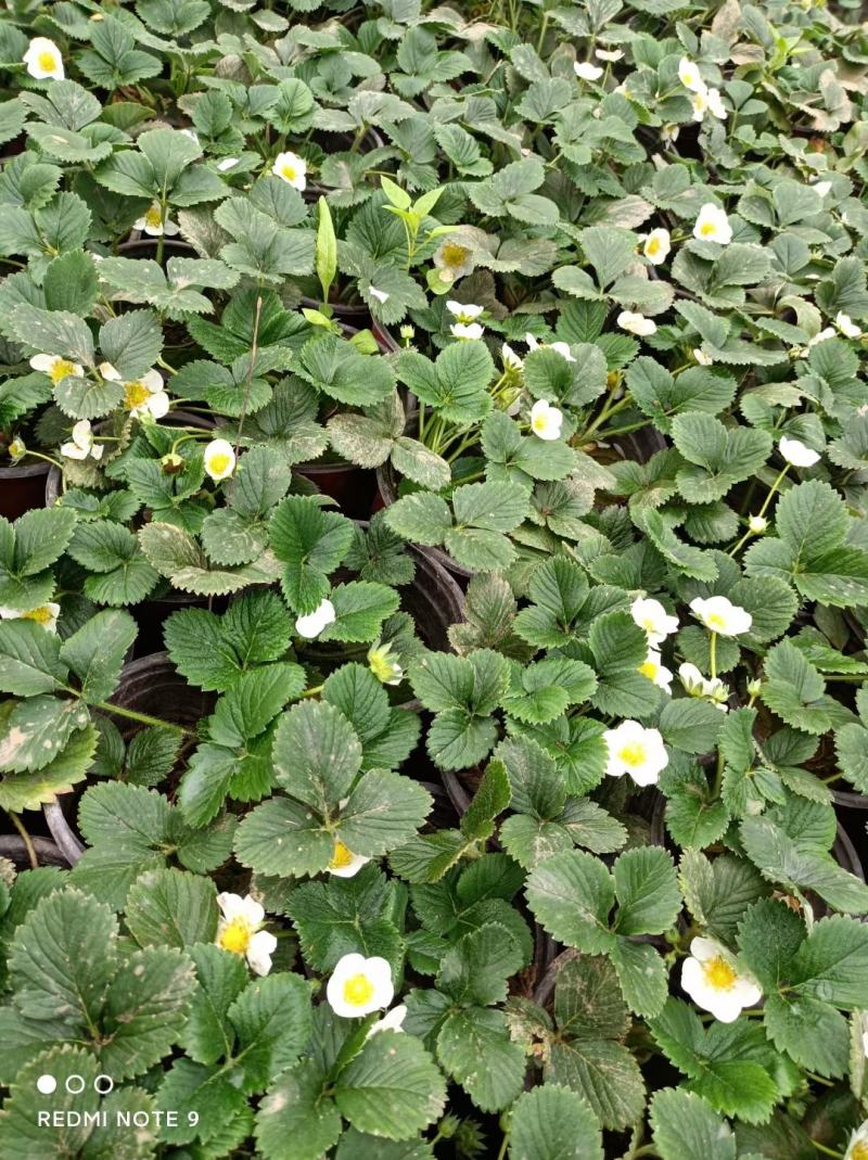 红花白花草莓奶莓苗圃量大，需要的联系