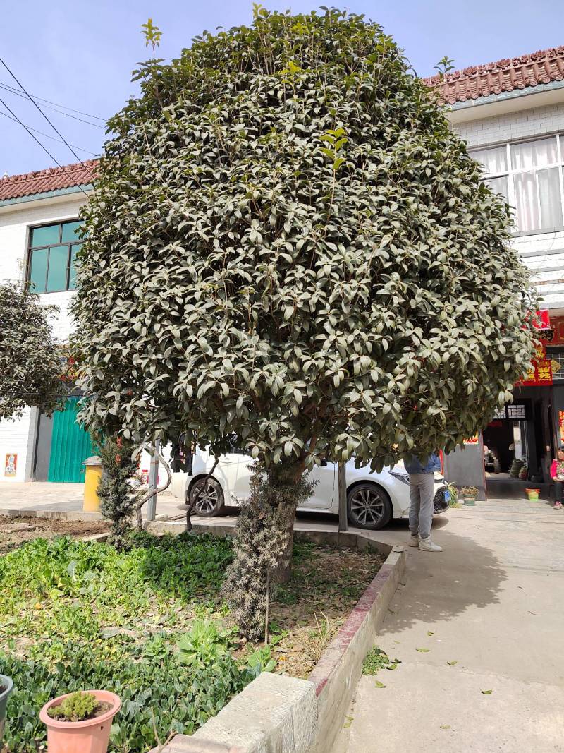 桂花树丹桂金桂