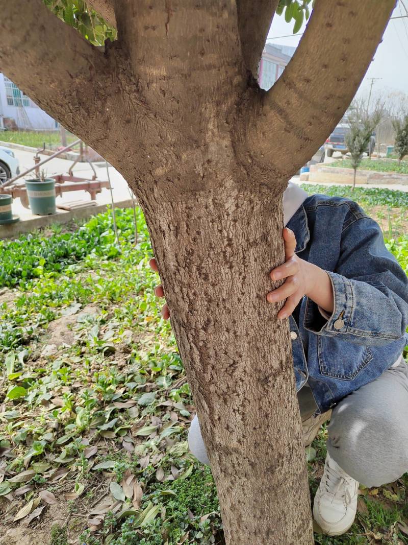 桂花树丹桂金桂