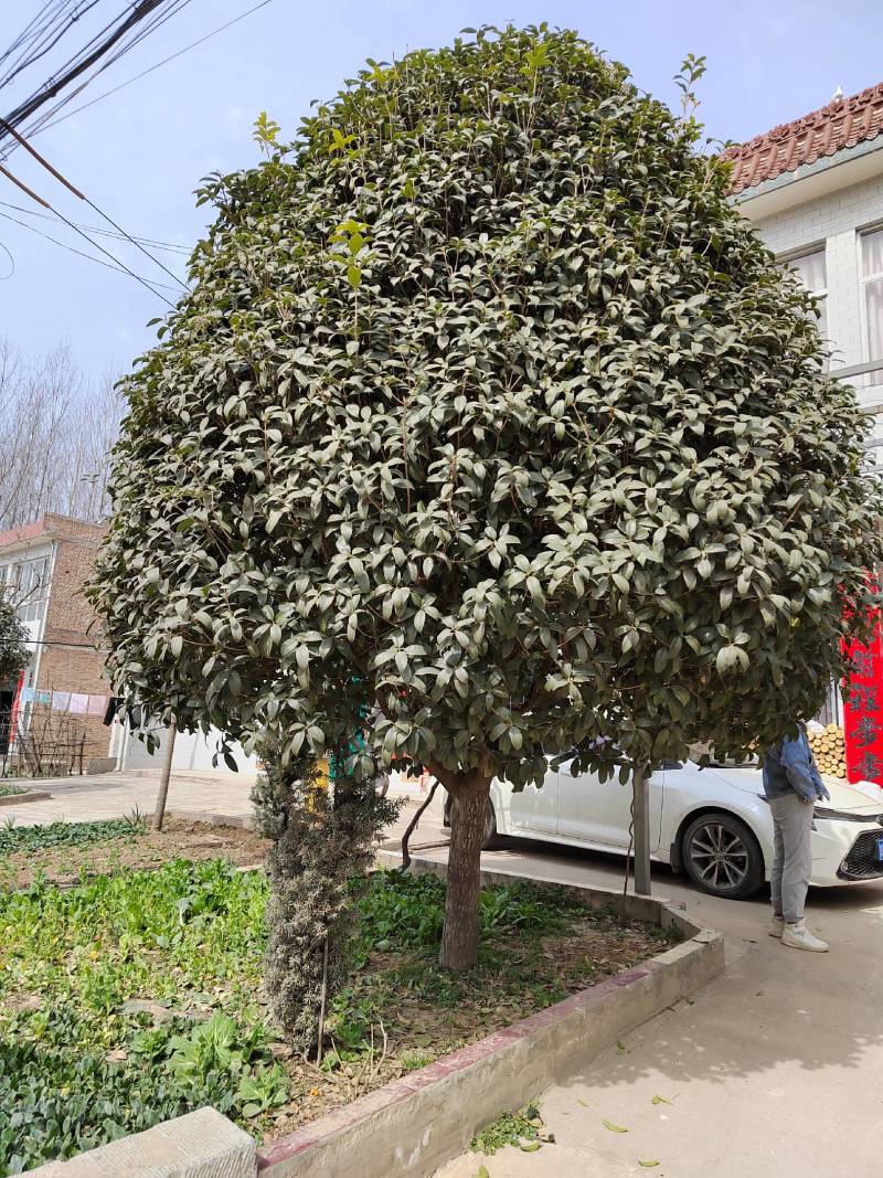 桂花树丹桂金桂