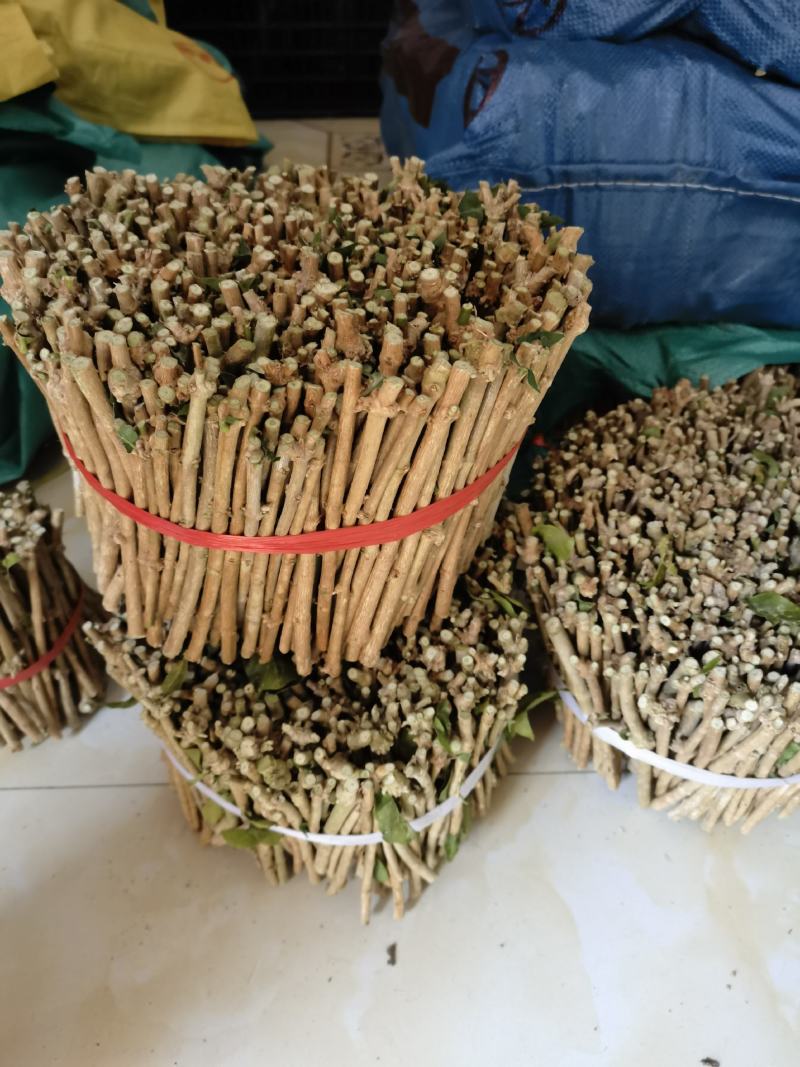 茉莉花枝条