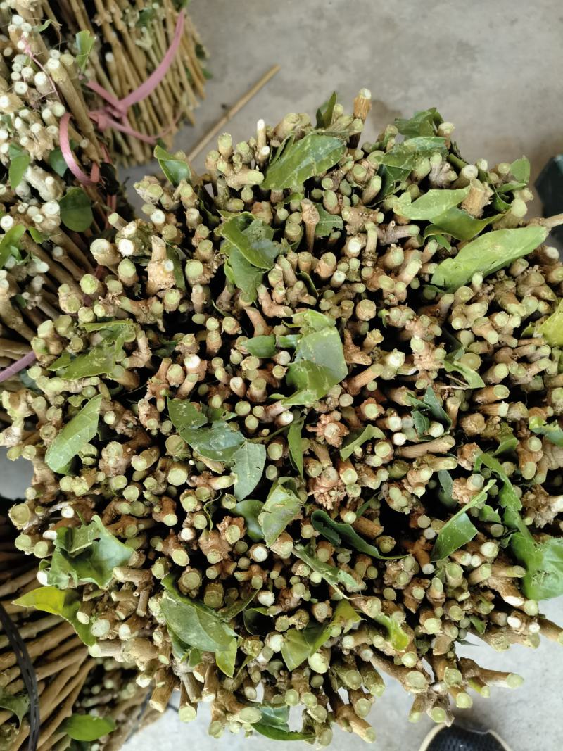 茉莉花枝条