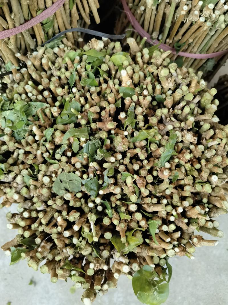 茉莉花枝条